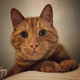 Illustration for article titled Marvel Finally Learned What GMG Has Known All Along: Ginger Cats Are Great